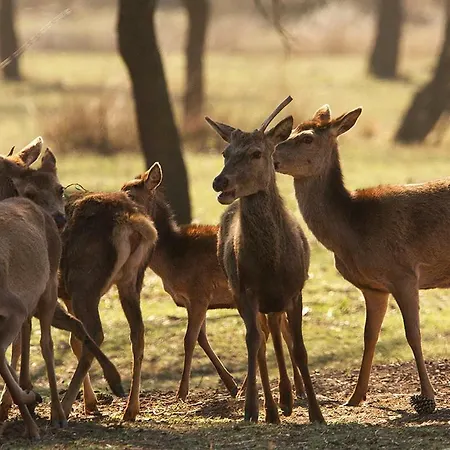 Logonovo * Lido di Spina