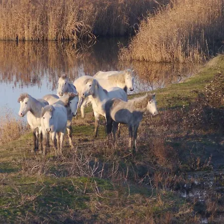 Logonovo Apartment Lido di Spina