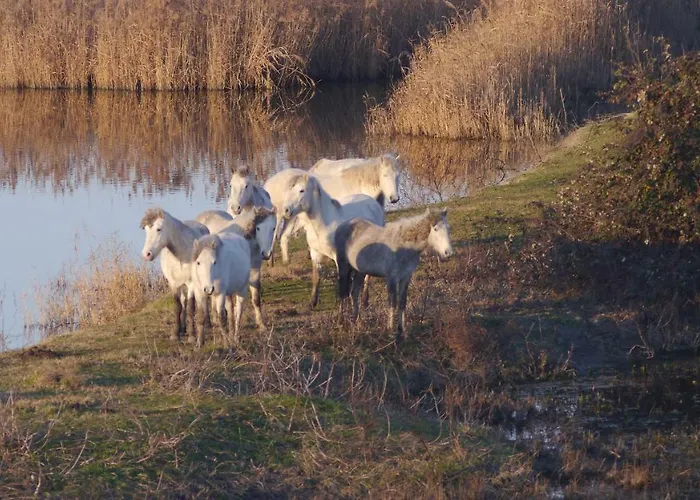 Logonovo Apartment Lido di Spina