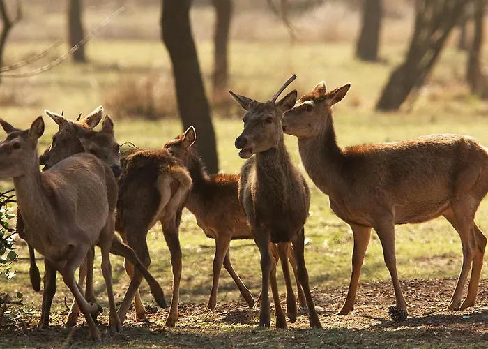 Logonovo * Lido di Spina